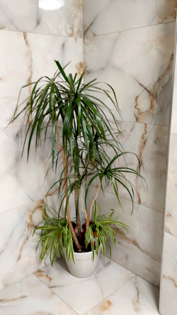 REGAL PEARL AMAZON (POLISHED) 120x60 cm  MARMI